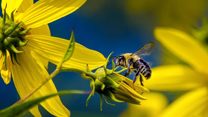 Bee in flower at Lake Louisa State Park